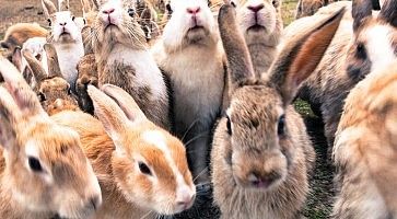 Gruppo di conigli sull'isola di Okunoshima.