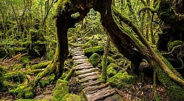 Rudimentali scale passano sotto un pittoresco albero in una foresta a Yakushima.