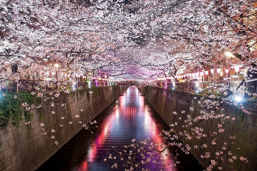 Alberi di ciliegio in fiore lungo un canale a Meguro, Tokyo.