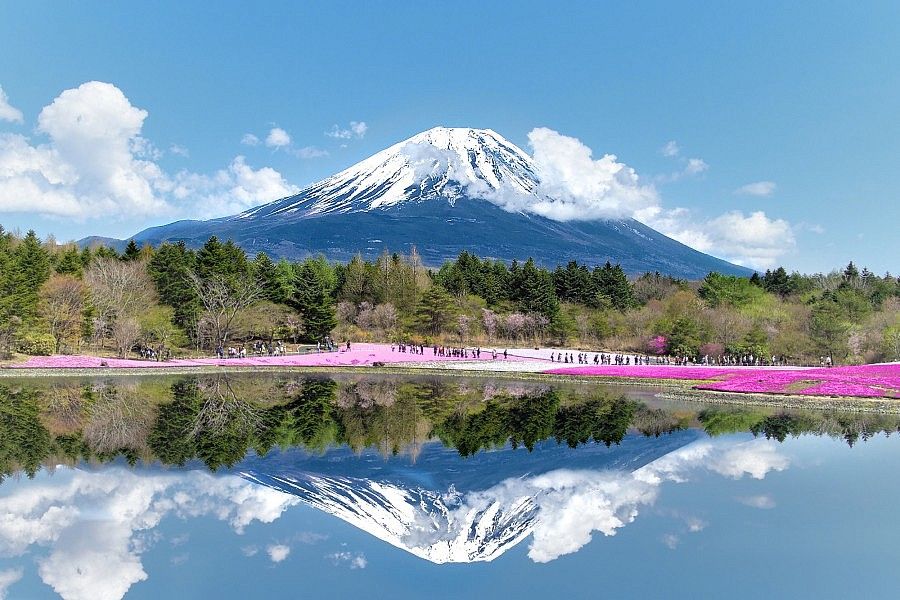 Fiori rosa e il Monte Fuji specchiato nel lago.