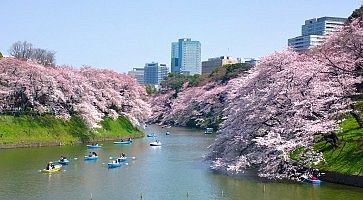 Il fossato di Chidorigafuchi in primavera, con le tradizionali barche a remi e molti fiori di ciliegio.