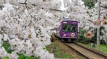 Treno diretto ad Arashihyama, passa a fianco a meravigliosi alberi di sakura in fiore, in primavera.