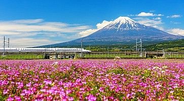 Treno shinkansen sfreccia davanti al Monte Fuji, a fianco a prati con stupendi fiori rosa, in primavera.