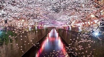 Lo spettacolo dei sakura in fiore al canale Meguro, vicino alla stazione Naka-Meguro, con i fiori illuminati di notte.