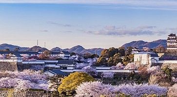 In Lontananza il castello di Himeji, in primavera.