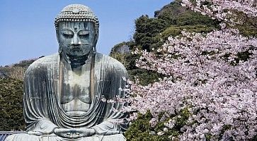 Il grande Buddha di Kamakura in primavera, con un albero di fiori di ciliegio.