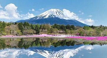 Fiori rosa e il Monte Fuji specchiato nel lago.