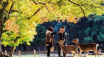 Due turisti si divertono insieme ai cervi al Parco di Nara.