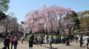 Albero di sakura in fiore al parco di Ueno.