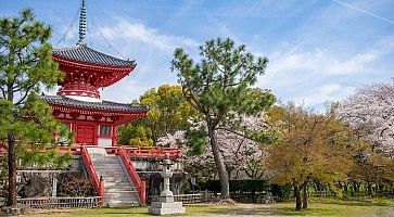 Il tempio Daikaku-ji in primavera, contornato da alberi di sakura in fiore.