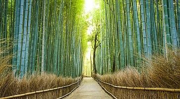 Foresta di bambù di Arashiyama, senza persone.