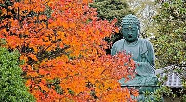 Statua di Buddha, nascosta dietro ad un albero con foglie arancioni, in autnno.