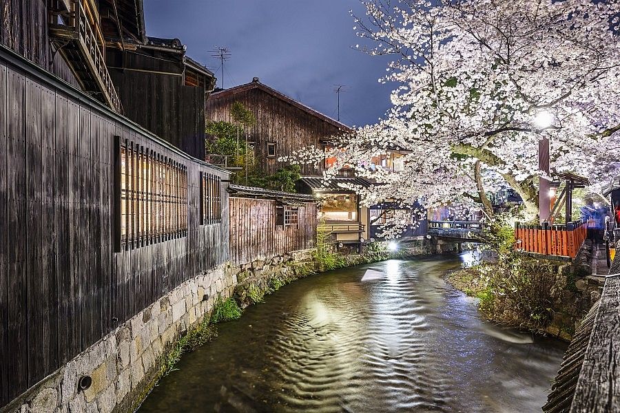 Il fiume Shirakawa di notte con ciliegi in fiore.