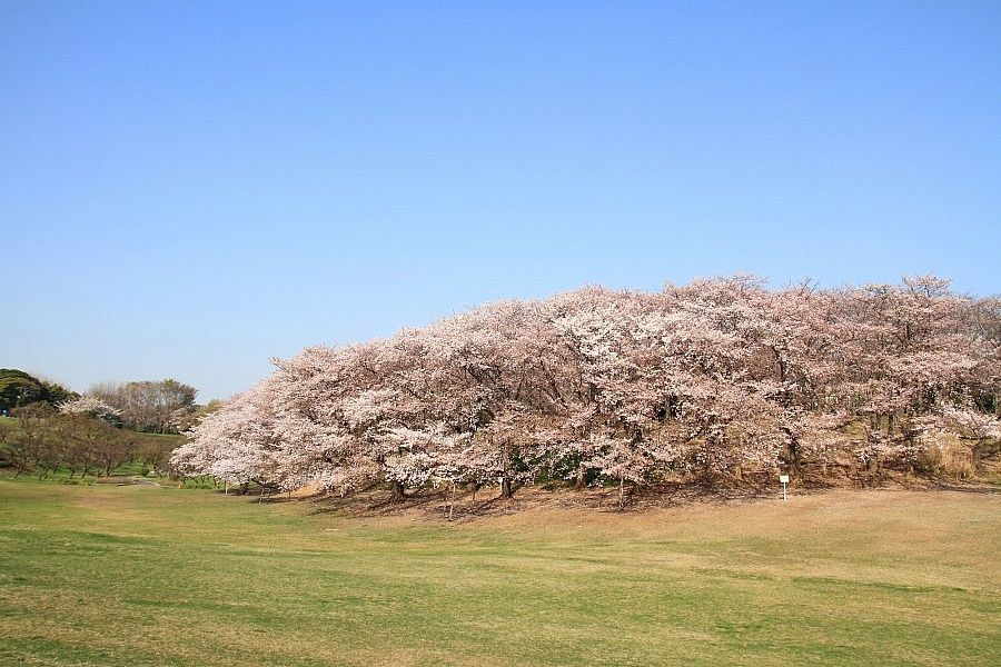 Alberi di ciliegio in fiore nel Parco Negishi sotto un cielo azzurro.