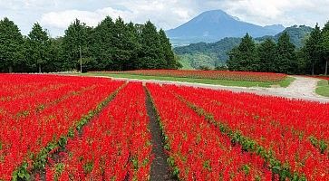 Salvia field and mount Daisen