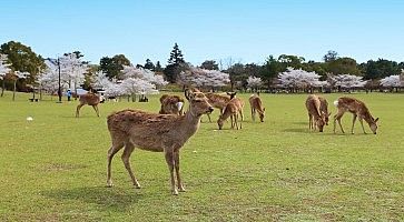 parco-nara