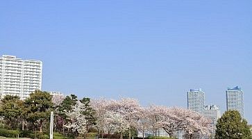 cherry blossoms at Rinko park and High rise condominium in Yokohama Minatomirai 21, Japan