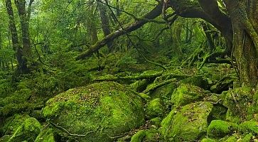 Lush rainforest along Shiratani Unsuikyo trail on Yakushima Island, Japan