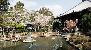 Naruto, Japan - April 2, 2018: Cherry blossoms at Ryozenji, temple number 1 of Shikoku-henro pilgrimage