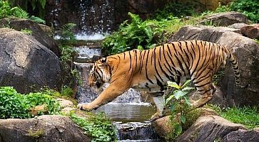 Una tigre attraversa un torrente.
