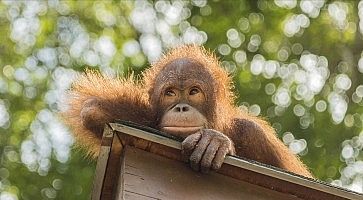 sepilok-orangutan