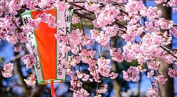 Dettaglio di fiori di ciliegio e una lanterna, presso il parco di Ueno a Tokyo.