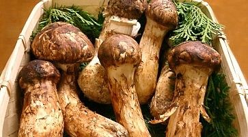 Scatola di pregiati funghi Matsutake.