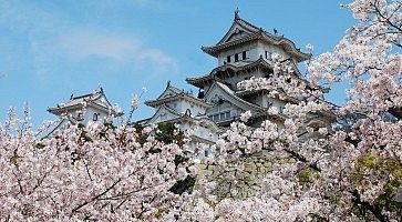 Il castello di Himeji in primavera, contornato da molti alberi in fiore.