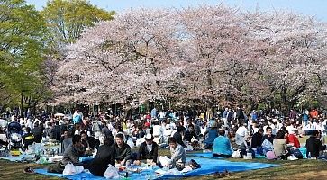 Persone fanno picnic in primavera al parco Yoyogi, sotto i ciliegi in fiore.