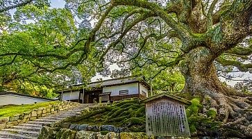 Tempio Shoren-in e il suo imponente albero.