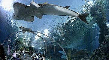 Visitatori attraversano un tunnel da cui ammirare i pesci, all'interno del Siam Ocean World.