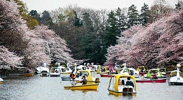 Il Parco Inokashira a Tokyo in primavera, con molte barche a remi e pedalò nel lago.